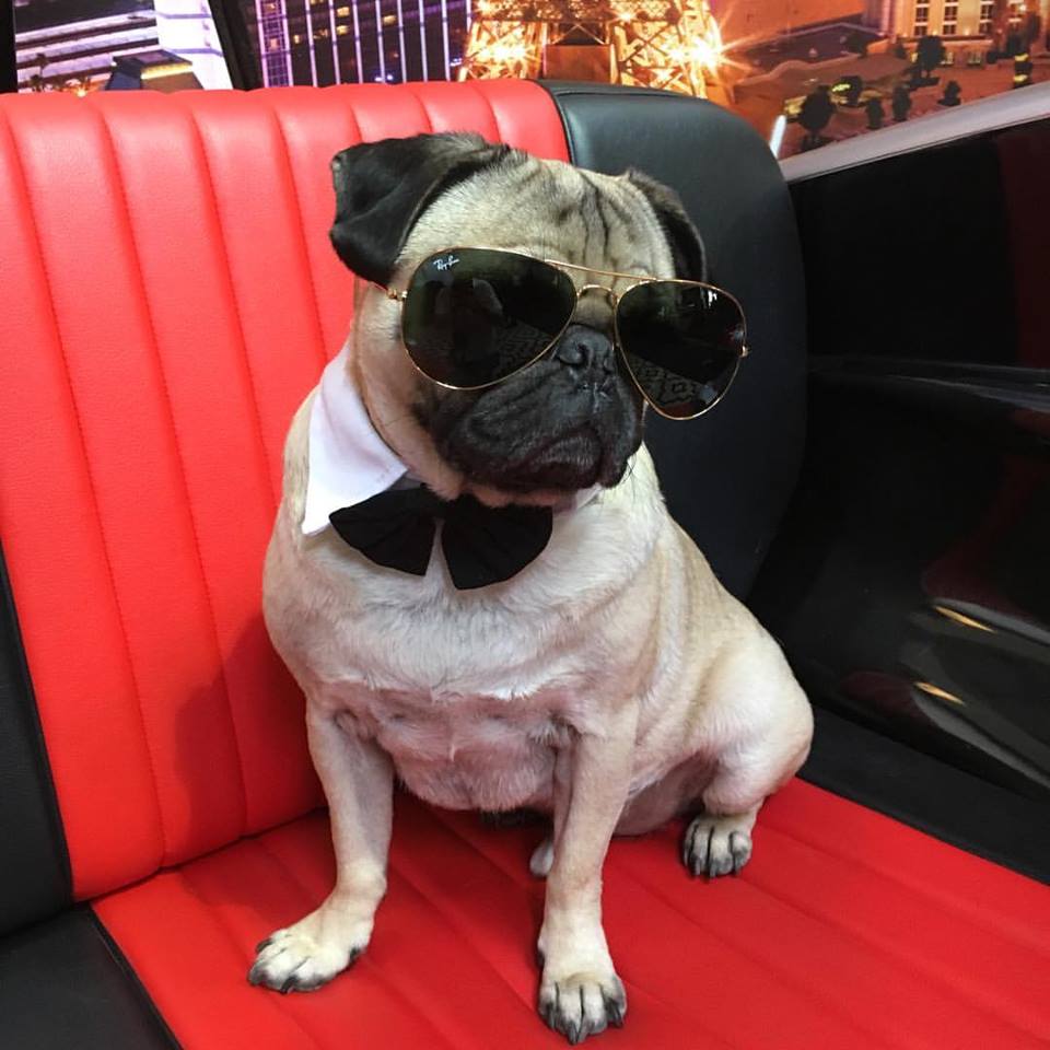 And the Oscar for most chill pug goes to...