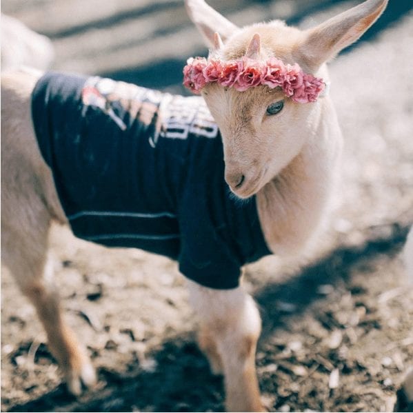 Goat chic, coming to a Coachella near you